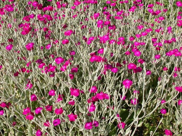 Lychnis coronaria, Lychnis coronaria, stauden teilen