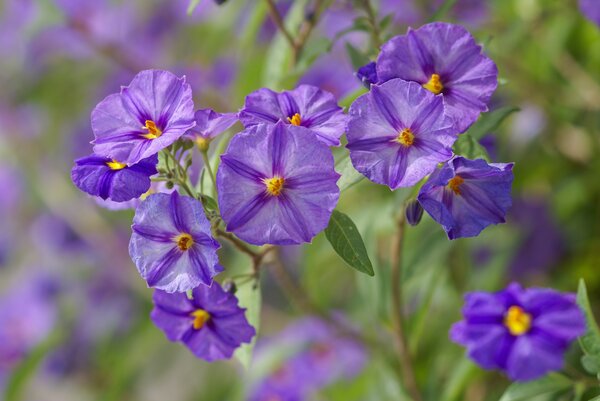 Enzianstrauch, Solanum rantonetti, Lycianthes