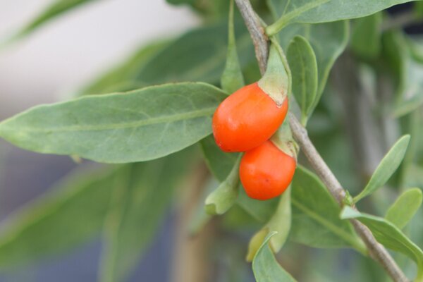 Goji, Sweet Success, Lubera Originale, Wildobst (quer)