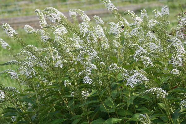 Lysimachia brachystachys