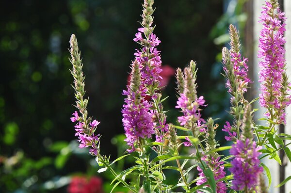 Lythrum salicaria Robert