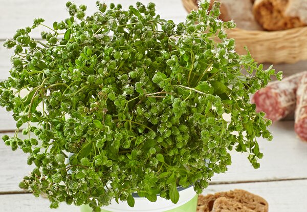 Majorana hortensis Venezia, Majoran, Volmary, 1,3L-Topf