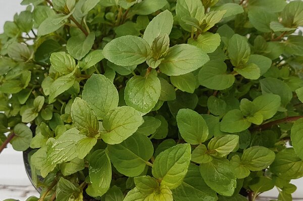 Mentha x piperita Black Mitcham, 1,3L-Topf Eigenproduktion