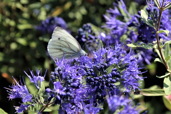 Der Schmetterling auf der Bartblume