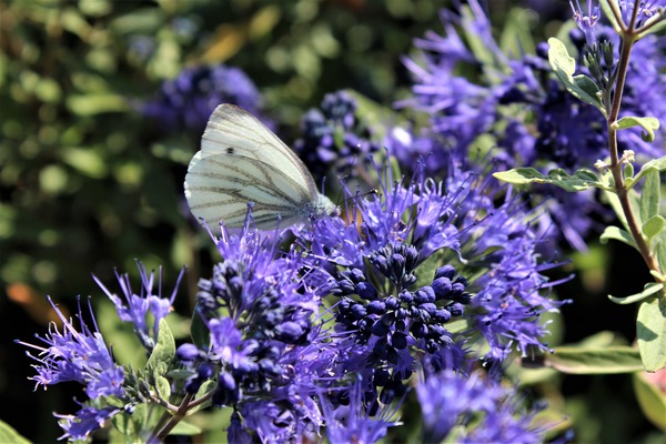 Der Schmetterling auf der Bartblume 