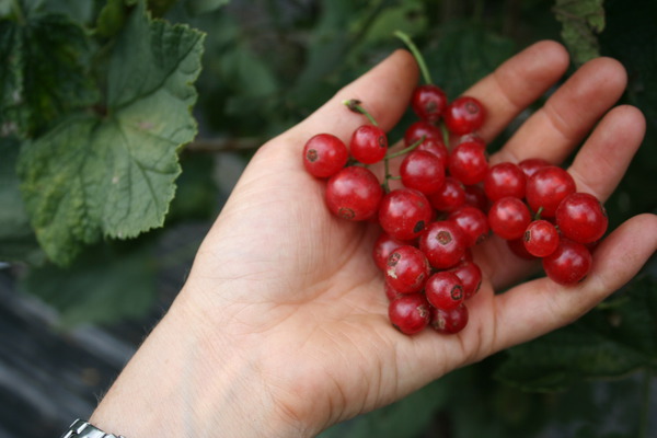 Lubera Ribest Lisette, Pflanzenzchtung