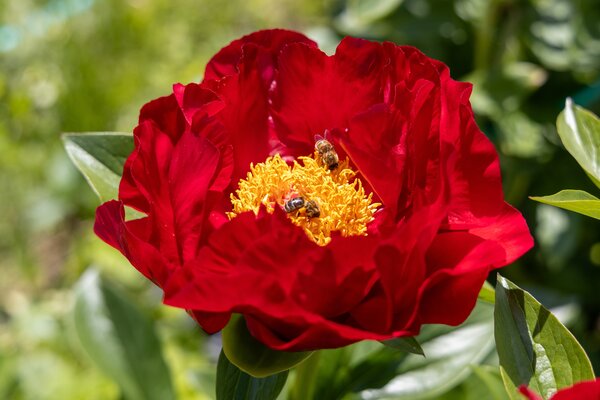 Paeonia Mackinac Grand, Pfingstrose, Pfingstrosen