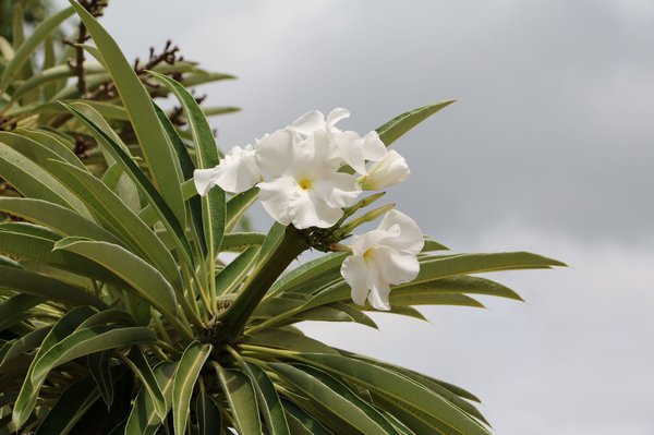 Blüte vor der Samenbildung