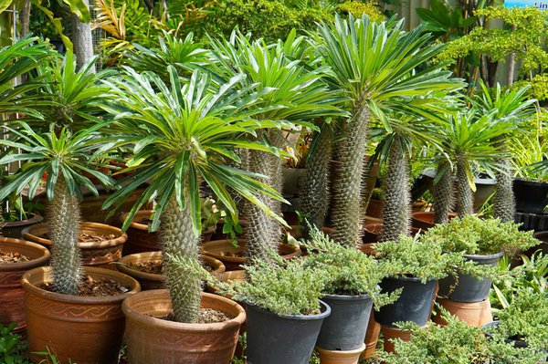 Madagaskarpalme, Pachypodium lamerei