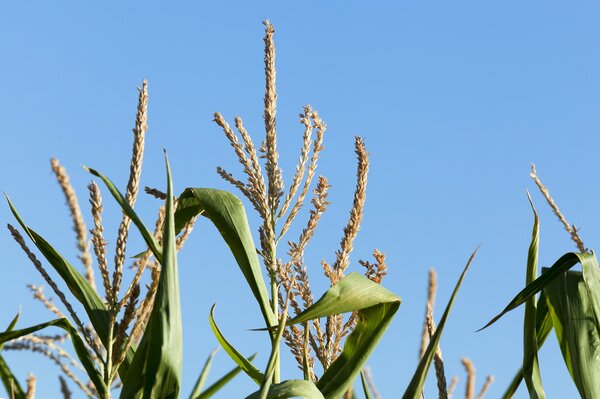 M�nnliche Maisbl�te, Zea mays