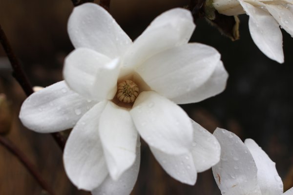 Sternmagnolie Halbstamm, Magnolia stellata