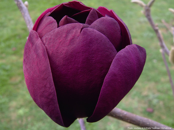 Magnolie Black Tulip