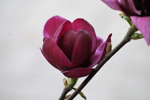 Gartenarbeit im März Lubera Magnolie Genie