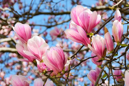 Magnolienbaum - Magnolien Pflege inkl. schneiden