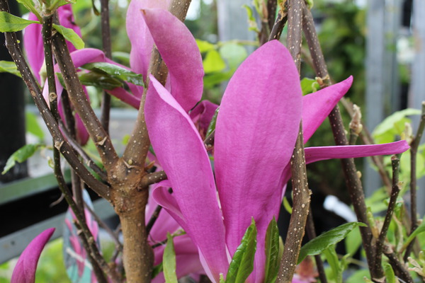Grosse purpurrote Blüte der Magnolie 'Susan' Grosse purpurrote Blüte der Magnolie 'Susan'