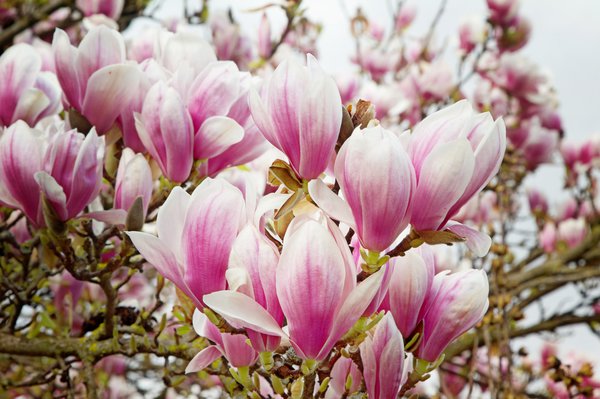 Magnolienbusch