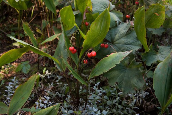 Maiglöckchen mit roten Beeren