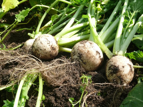 ackerfrische Mairübchen