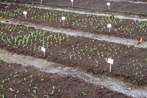 Mais Blockanbau, Zea mays