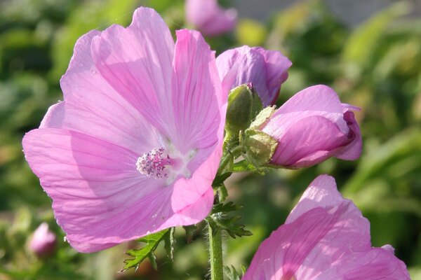 Malva moschata, Moschus Malve (quer)