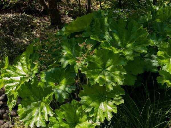 Gunnera manicata