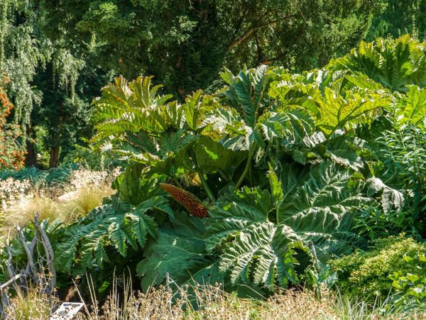 Mammutblatt - Gunnera manicata