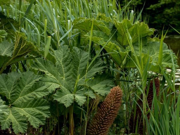 Gunnera manicata