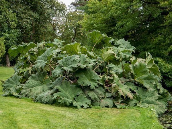 Gunnera mannicata