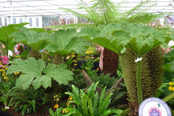 Mammutblatt (Gunnera manicata)