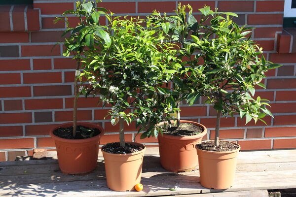 Deine Orangerie Set 2 Satsuma Mandarine, Mandarine Ciaculli, Clementine Tardivo Deine Orangerie Set 2 Satsuma Mandarine, Mandarine Ciaculli, Clementine Tardivo