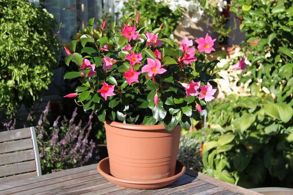 Dipladenia Jade Pink Dipladenia Jade Pink