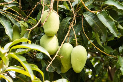 Mango am Baum