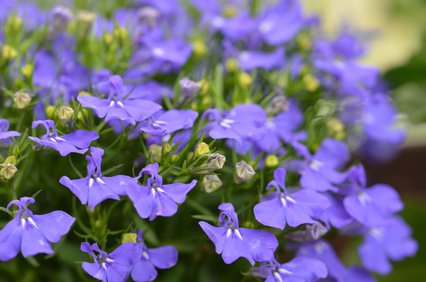 Maennertreu, Lobelia erinus, Blaue Lobelie