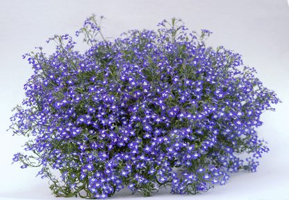 Maennertreu / Blaue Lobelie in einem Pflanzgefäss