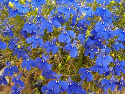 blühende Blaue Lobelie / Maennertreu