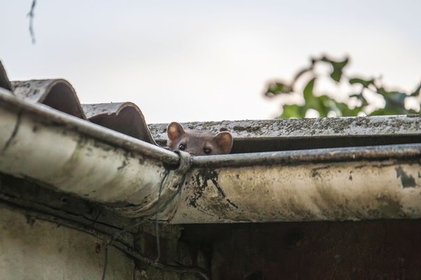 Marder auf dem Weg ins Haus