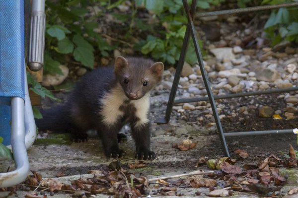 Marder im Garten und Haus erkennen – Tipps zum Vertreiben 