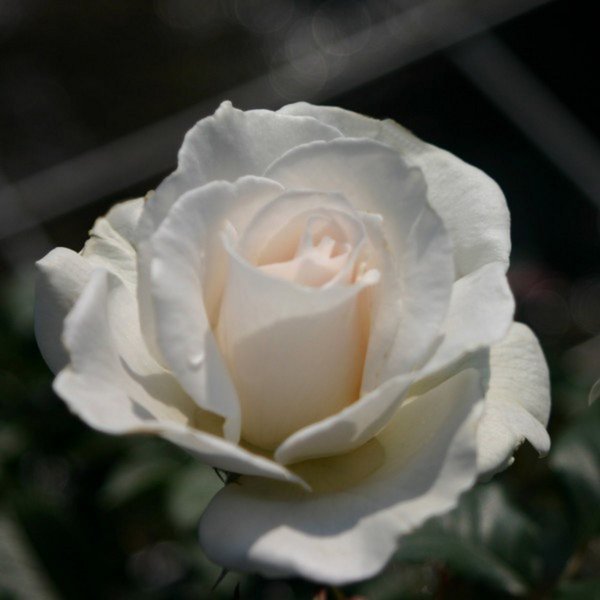 Beetrose 'Margaret Merril'�