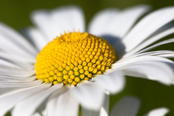 Margeriten Blüte.