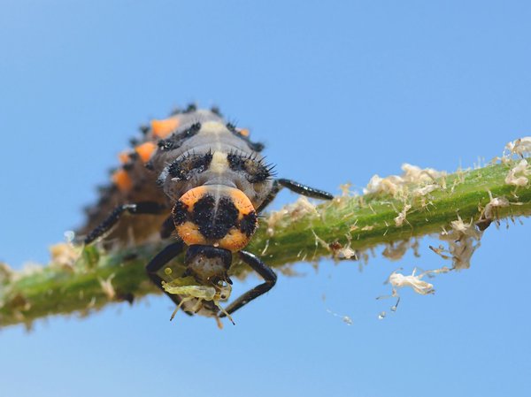 Marienkäferlarve beim Fressen