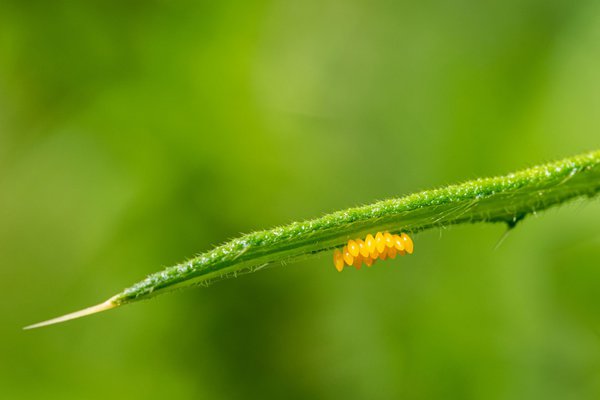 Marienkäfer Eier an der Unterseite eines Blattes