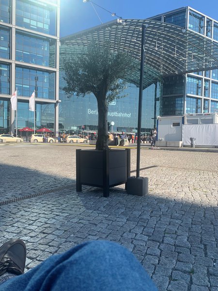 Markus in Berlin, Olivenbaum, olea europaea, Berlin Hauptbahnhof