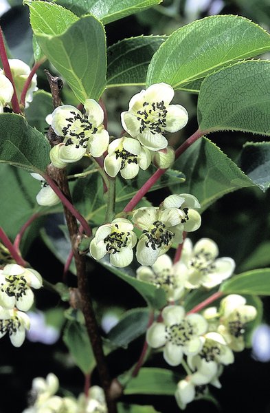 Beerenkiwi, Minikiwi Maskulino, Actinida arguta, Lubera