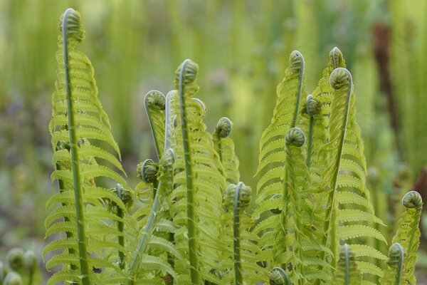 Matteuccia struthiopteris, Straussfarn, Frhling