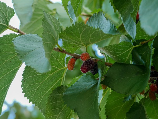 Maulbeerbaum kaufen