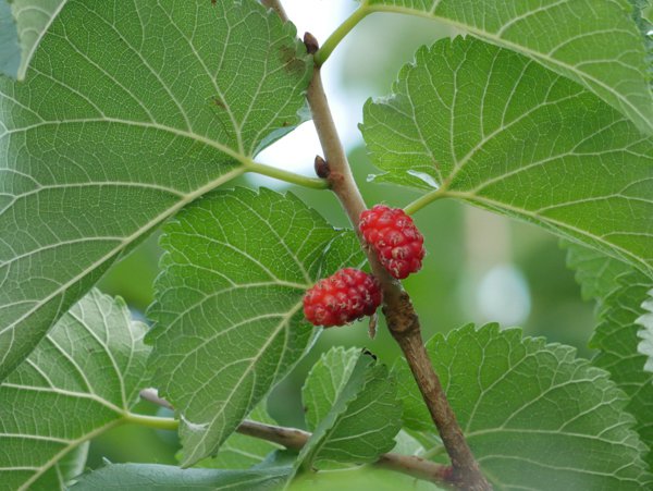 Maulbeerbaum kaufen