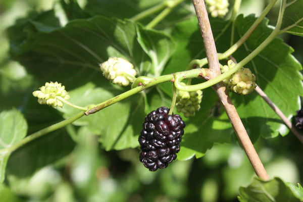 Maulbeerbaum kaufen Lubera