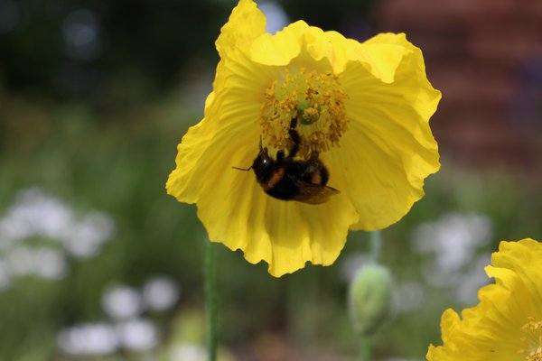 Meconopsis cambrica Wald- Scheinmohn, mit Hummel, insektenfreundliche Stauden für Insekten