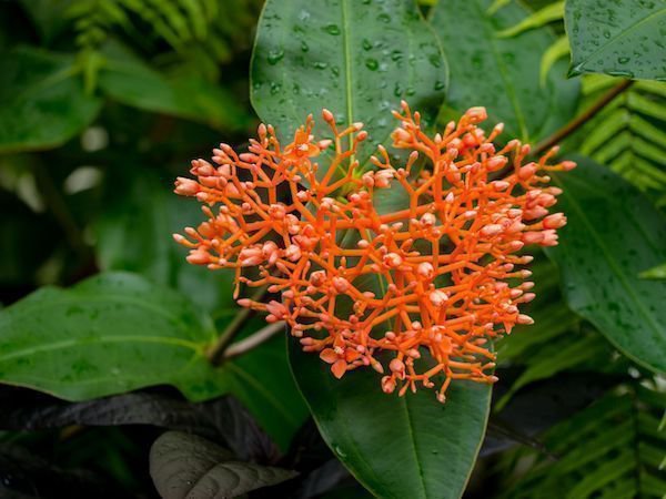 Medinilla cortecinii