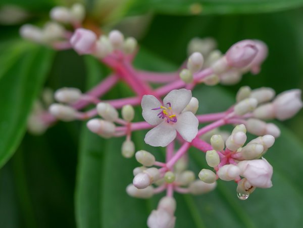 Medinilla cumingii